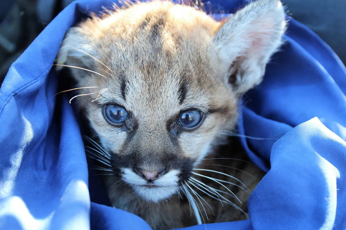 Mountain lion kitten resting near siblings in early life stages