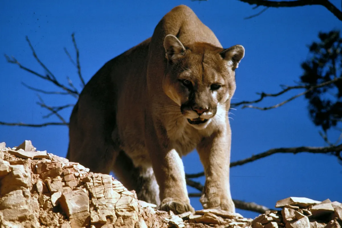 Mountain lion standing in rocky terrain in Glacier National Park