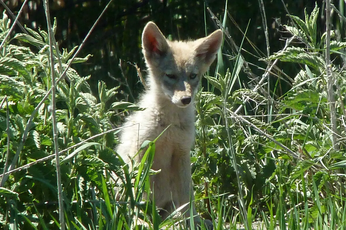 Coyote pup exploring grassy ground near wetland cover