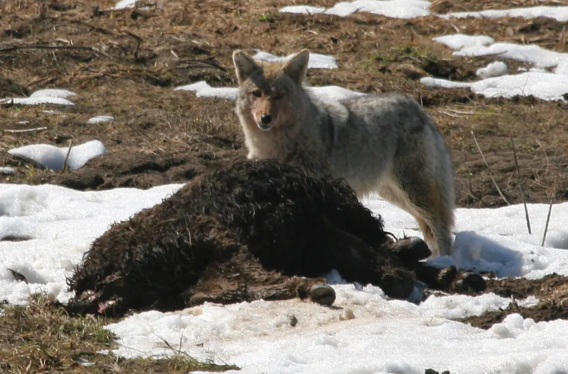 Coyote feeding on a bison carcass in Yellowstone National Park