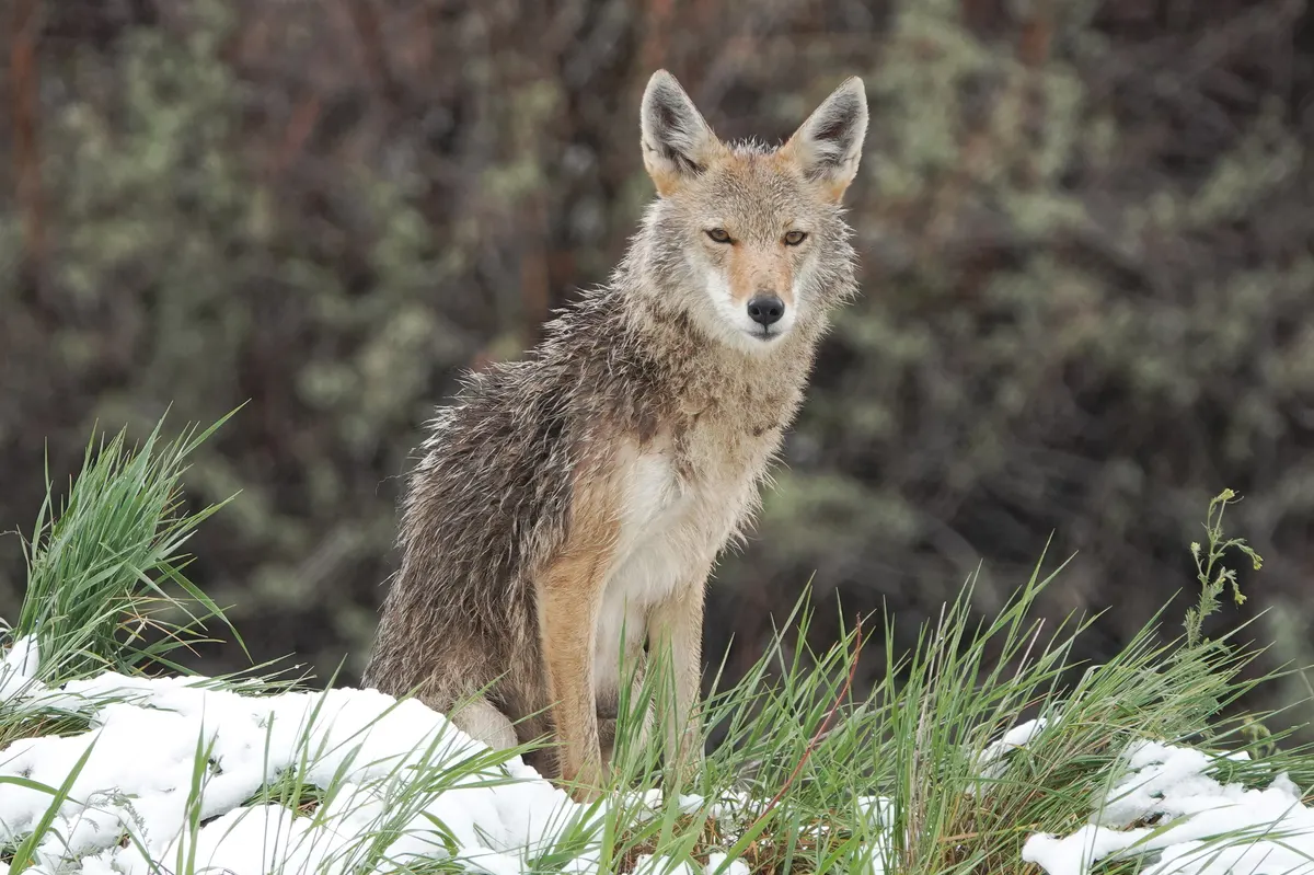 Mother coyote sitting alert while watching over her den area