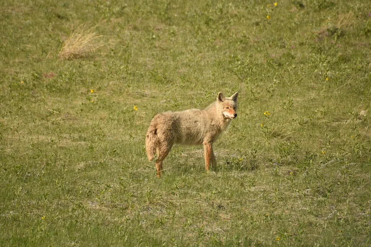 Coyote standing in open grassland used for hunting and travel