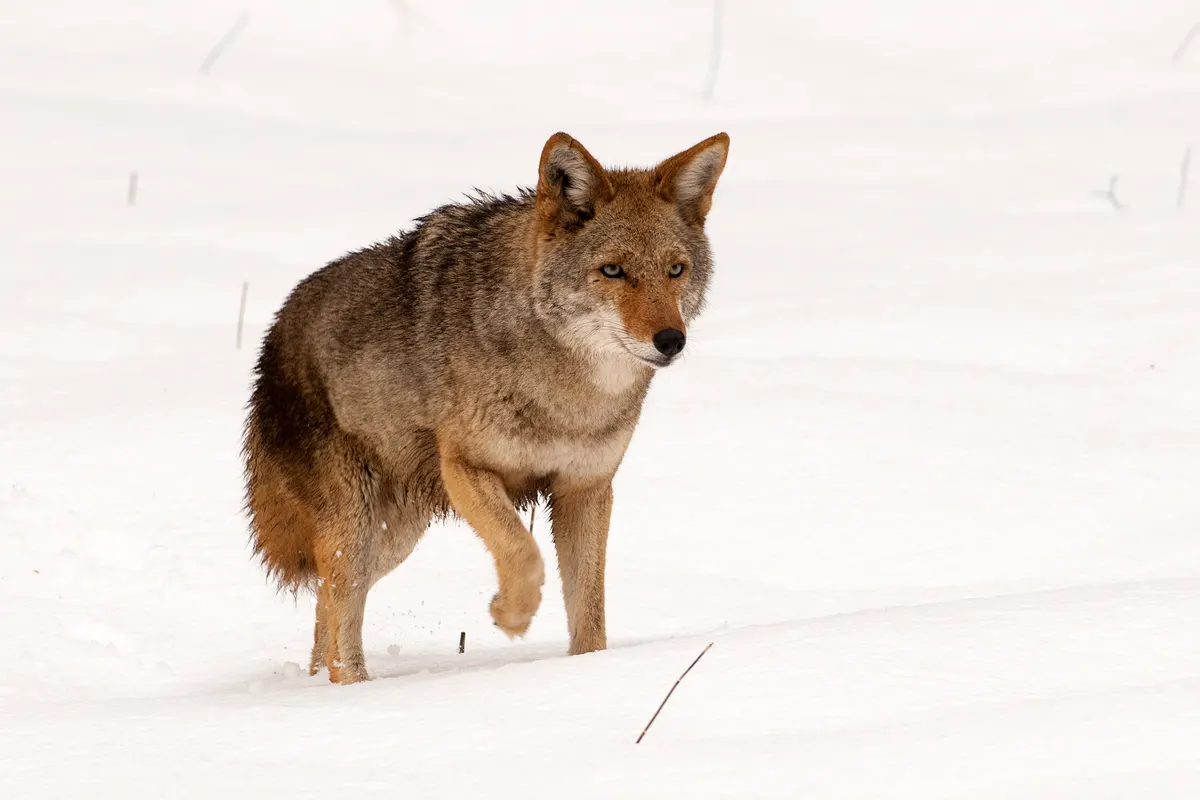 Coyote walking through snow in Yosemite National Park