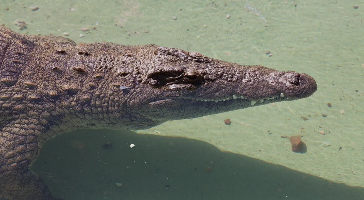 Young Nile crocodile hatchling