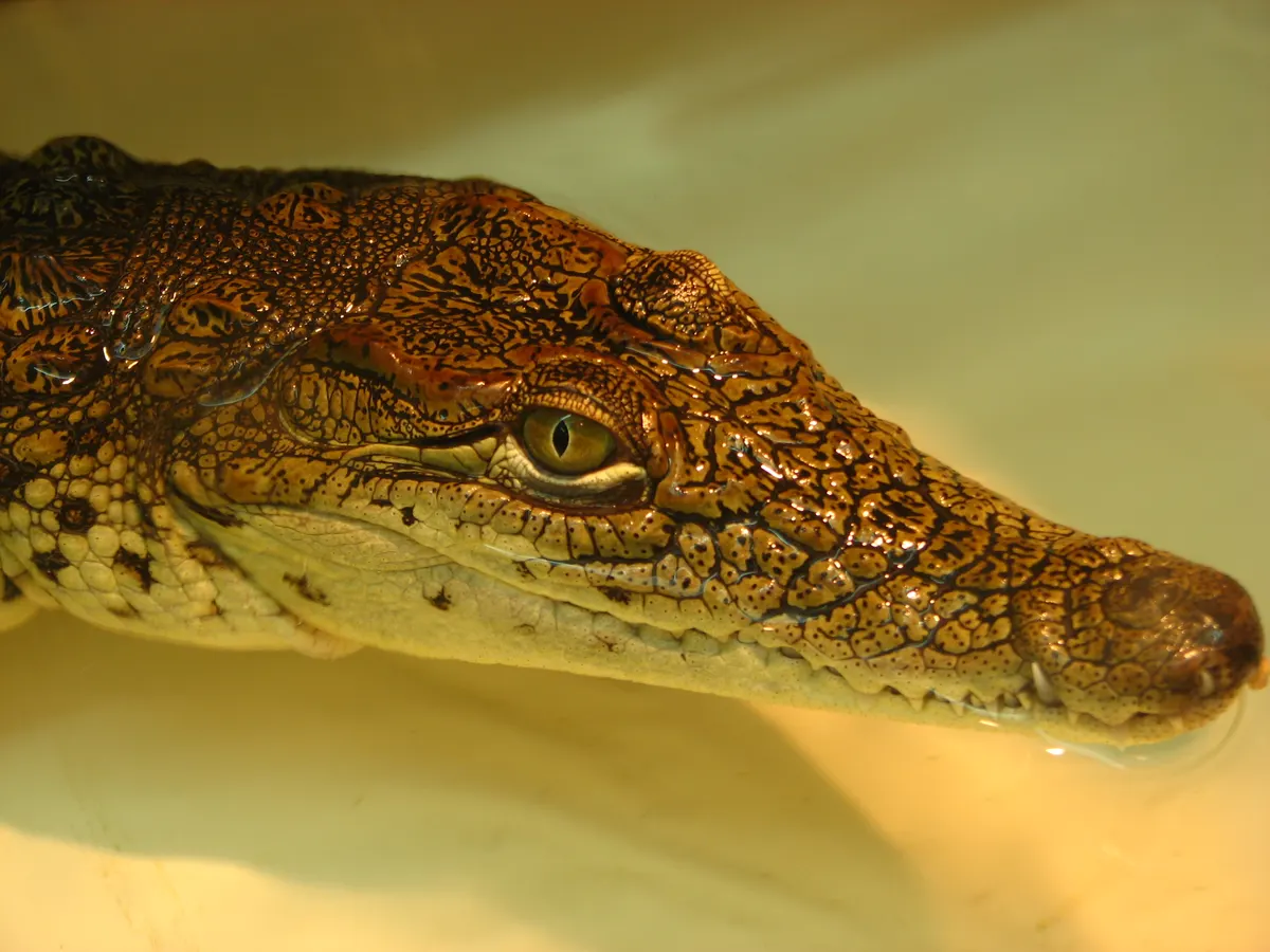 A detailed close-up of a Nile crocodile's head showing its powerful jaws and teeth