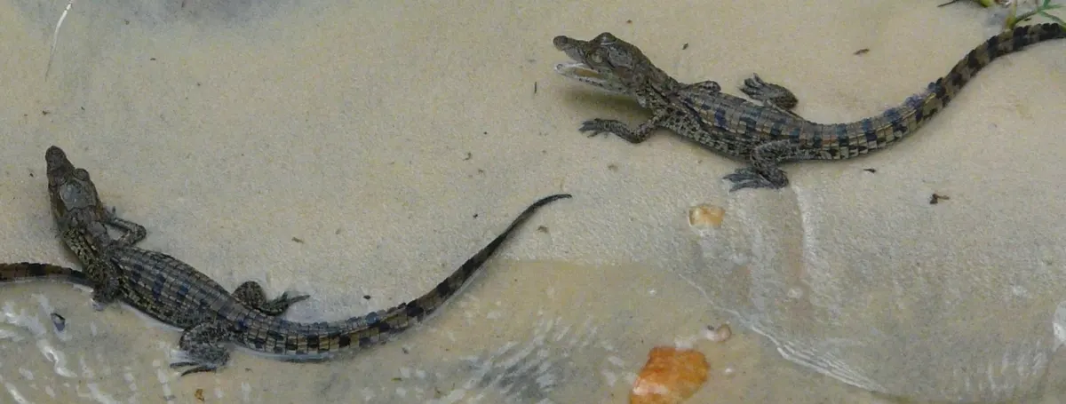 Hatchling Nile crocodiles resting near the water