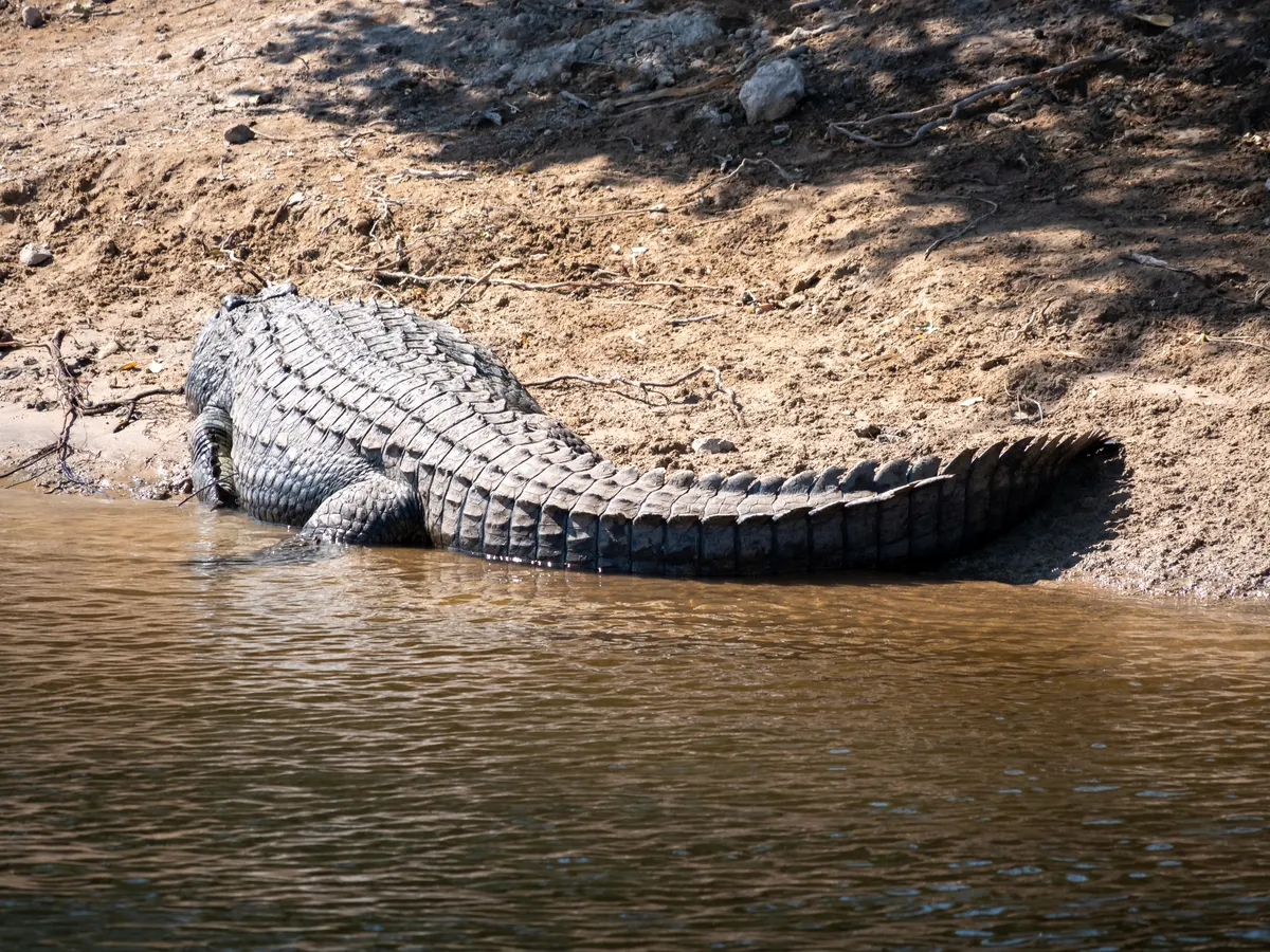 Nile crocodile waiting at the water's edge