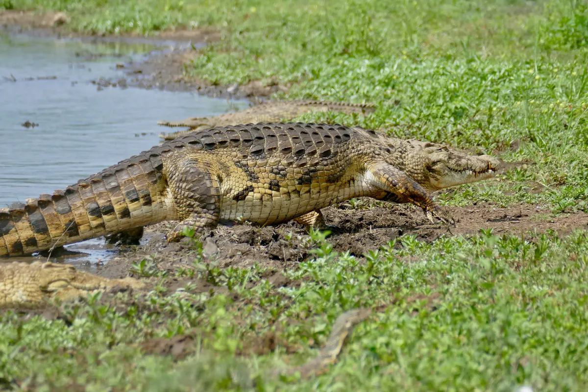 Female Nile crocodile leaving shore near nesting area