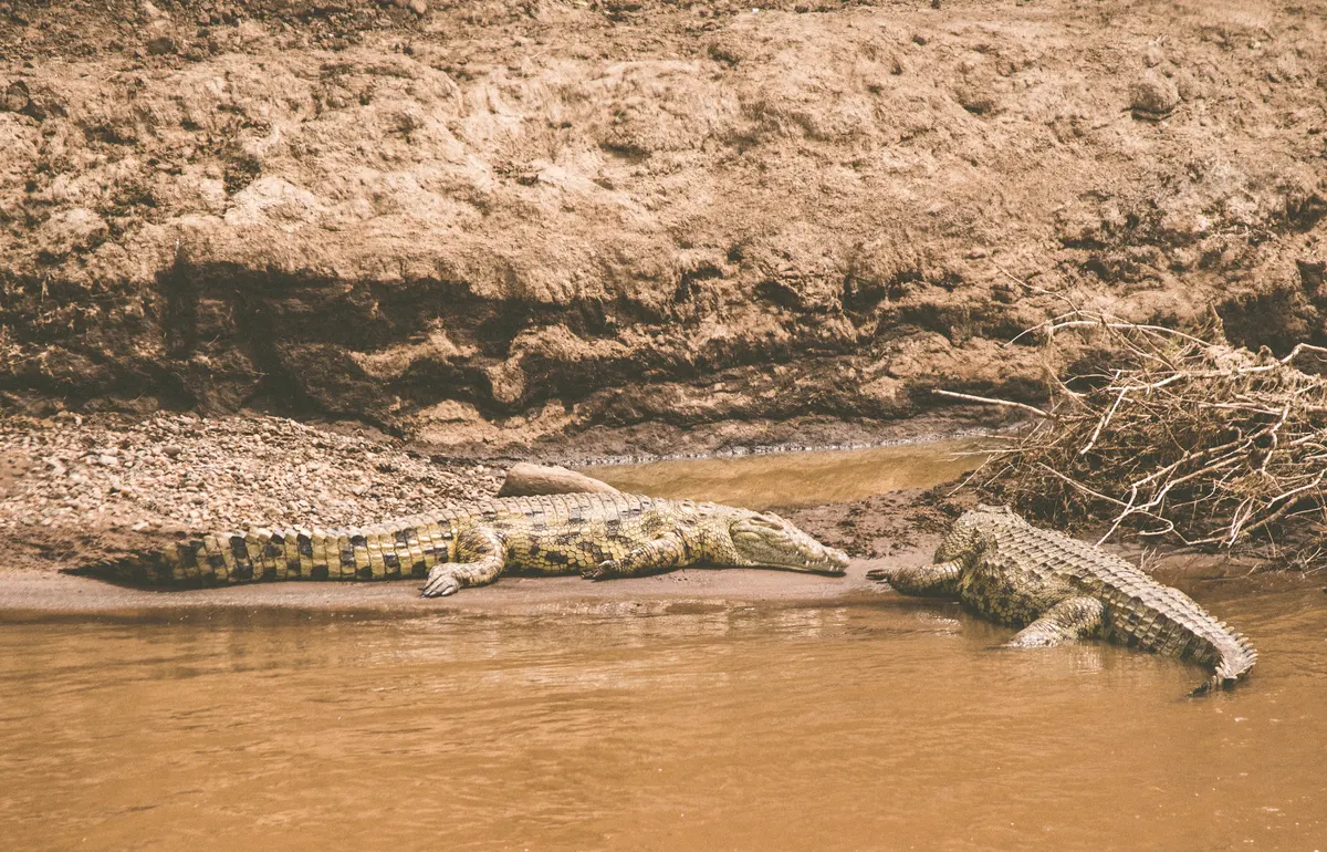 Nile crocodiles along the Mara River in Kenya