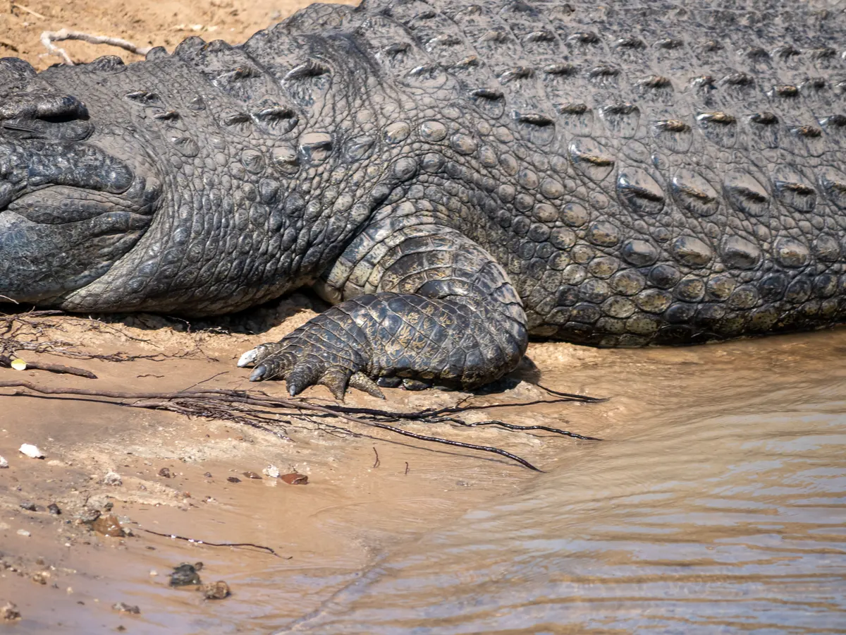 Nile crocodile in southern African wetland habitat
