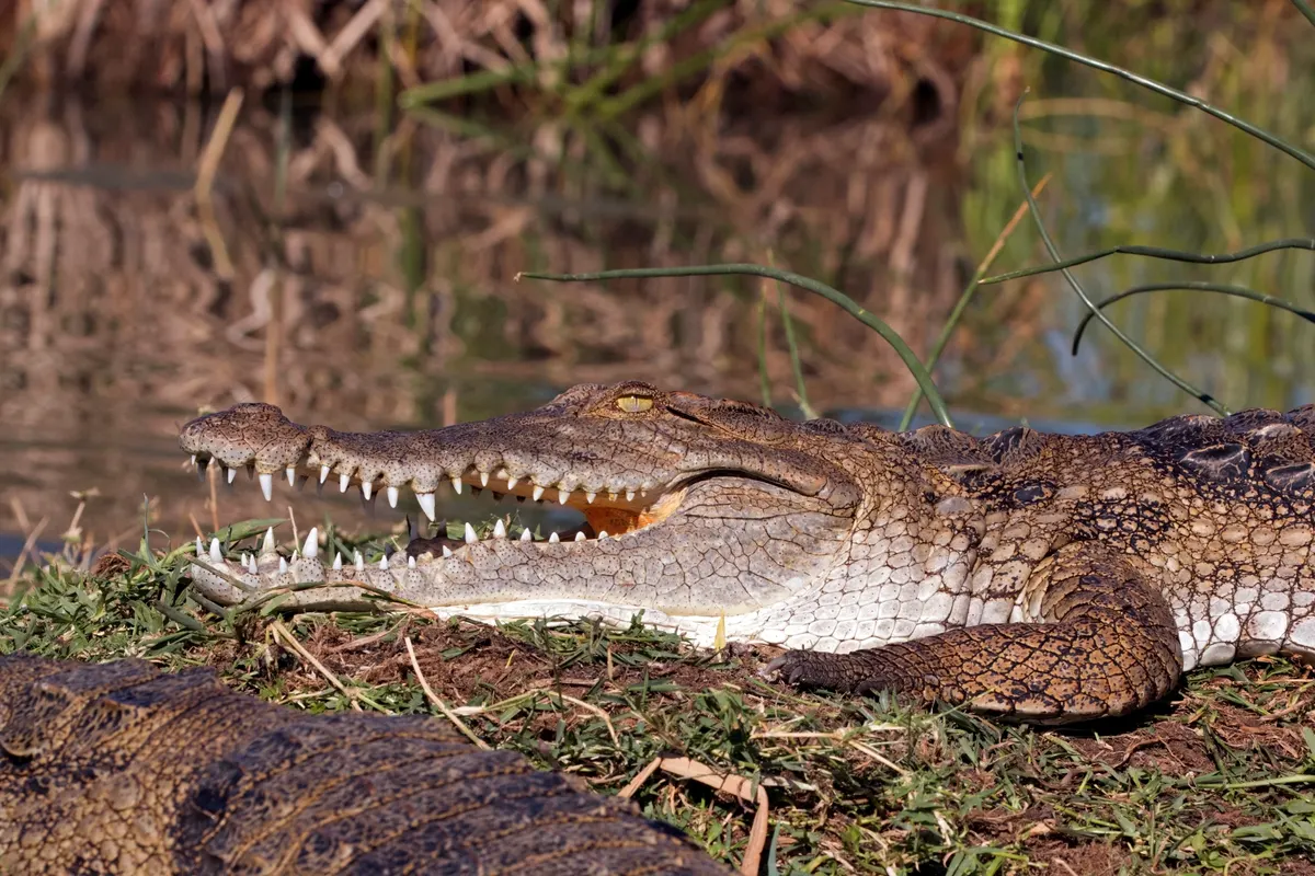 Nile crocodile with powerful jaws at the water edge