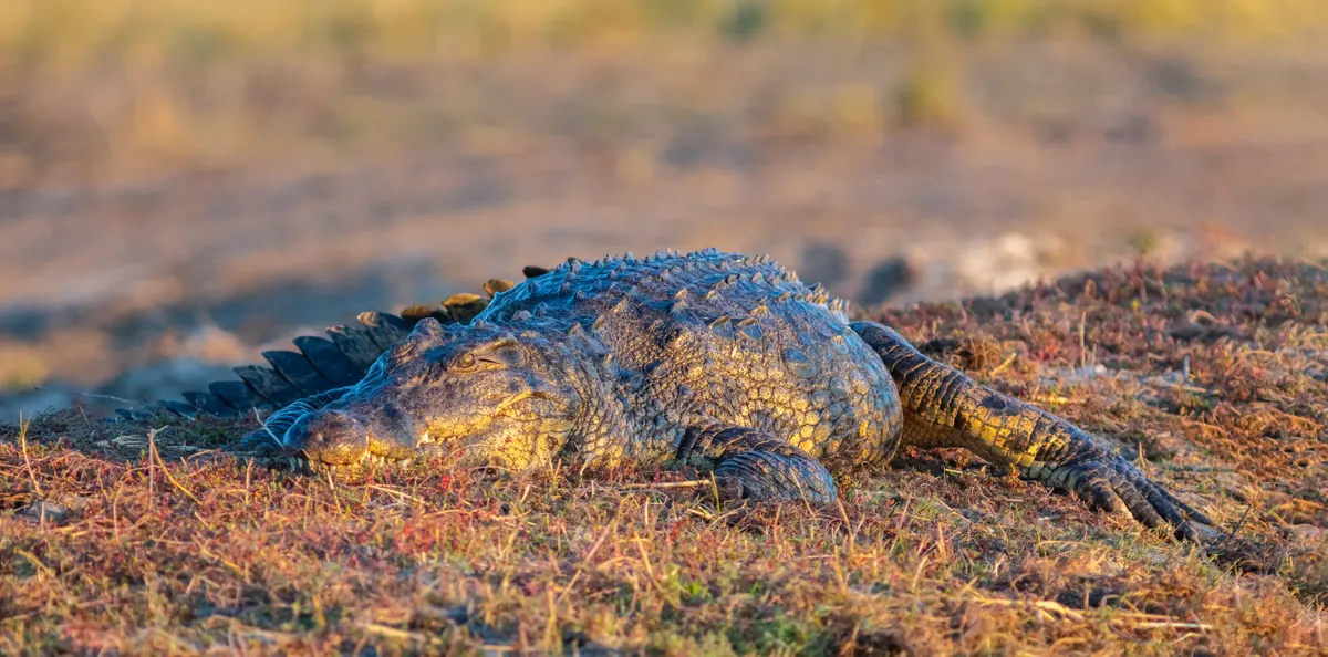 Several Nile crocodiles together at a river