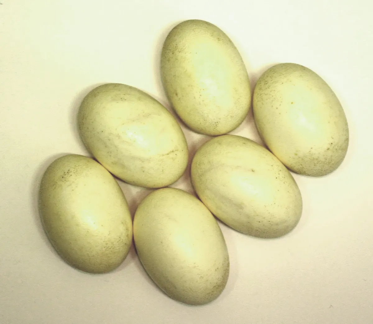 Nile crocodile eggs in a nest