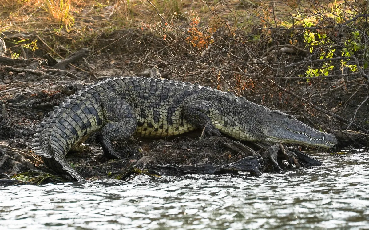 Nile crocodile on a riverbank in Zambia
