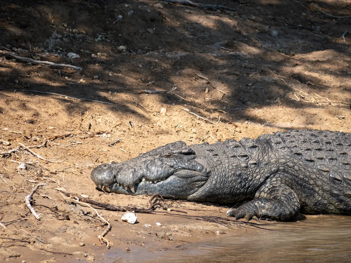 Nile crocodile in African river habitat