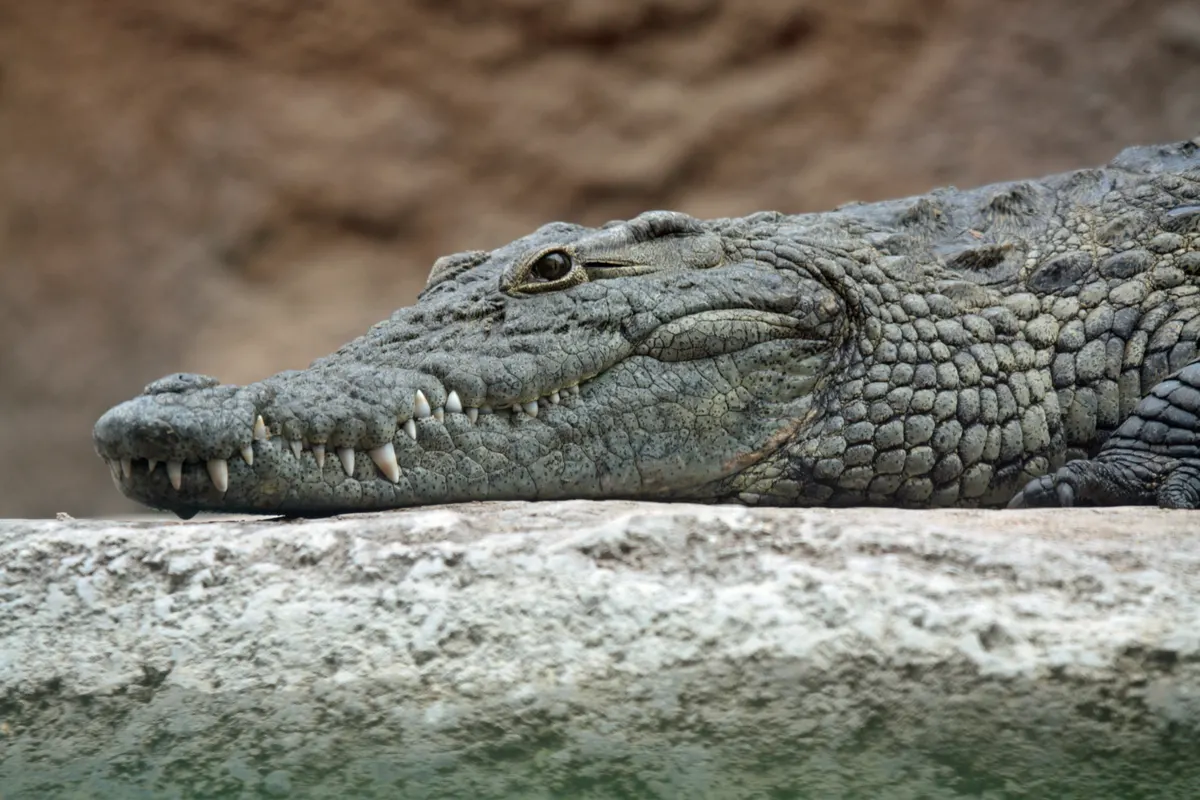 Large Nile crocodile head showing massive jaws