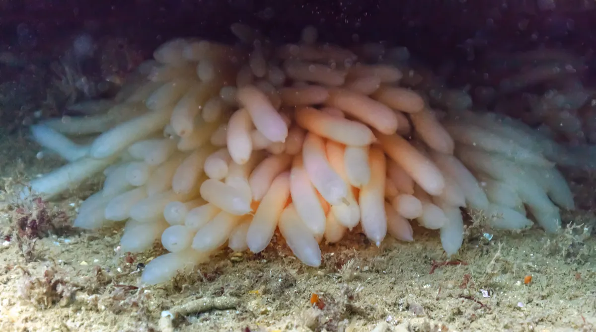 Common cuttlefish egg cluster attached near Portuguese coastal cover