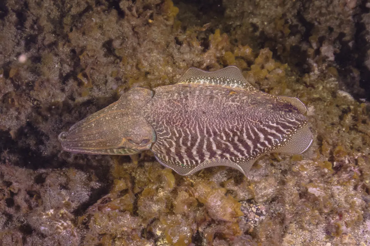 Common cuttlefish hunting posture above sand and algae