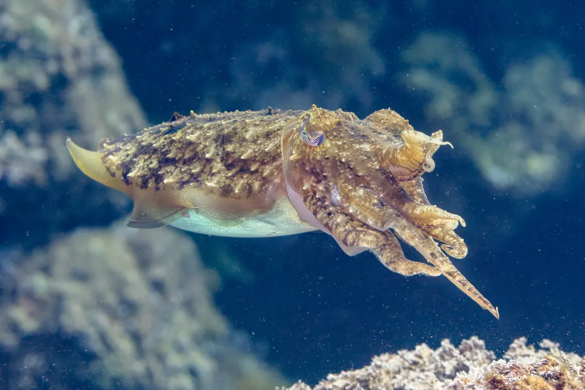 Common cuttlefish in Mediterranean waters during spring gathering