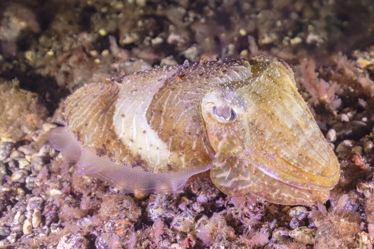 Common cuttlefish over coastal ocean habitat off Tenerife