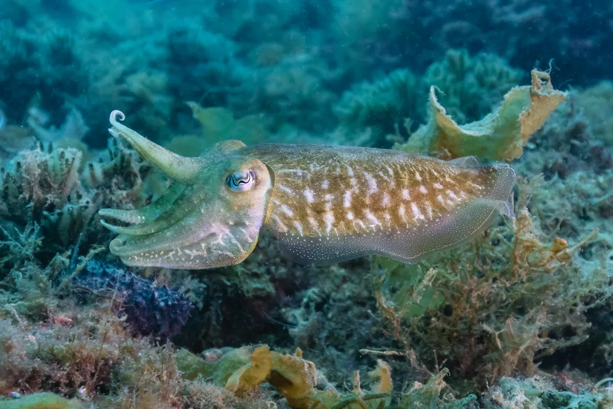 Common cuttlefish hovering over a sandy seafloor in Portugal