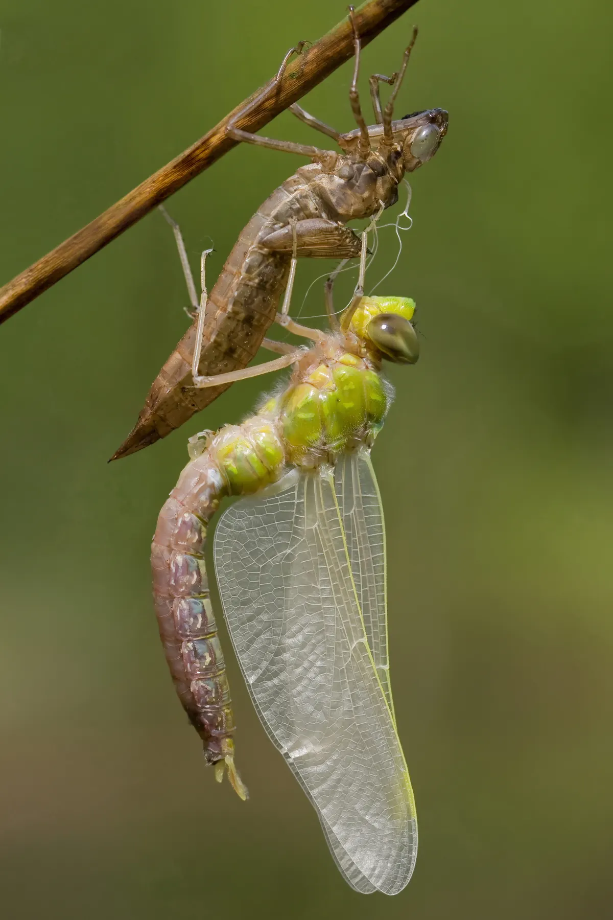 A young or baby Emperor Dragonfly showing early development