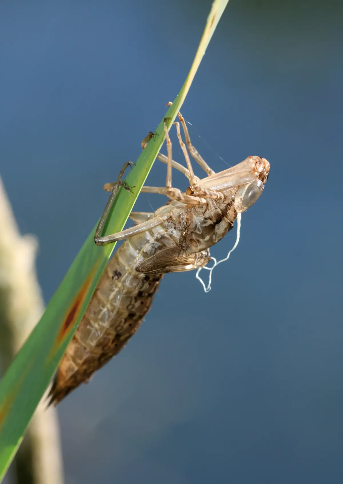 A detailed close-up showing the physical features of a Emperor Dragonfly
