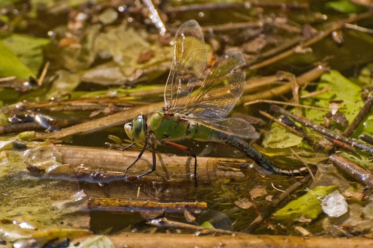 A young or baby Emperor Dragonfly showing early development