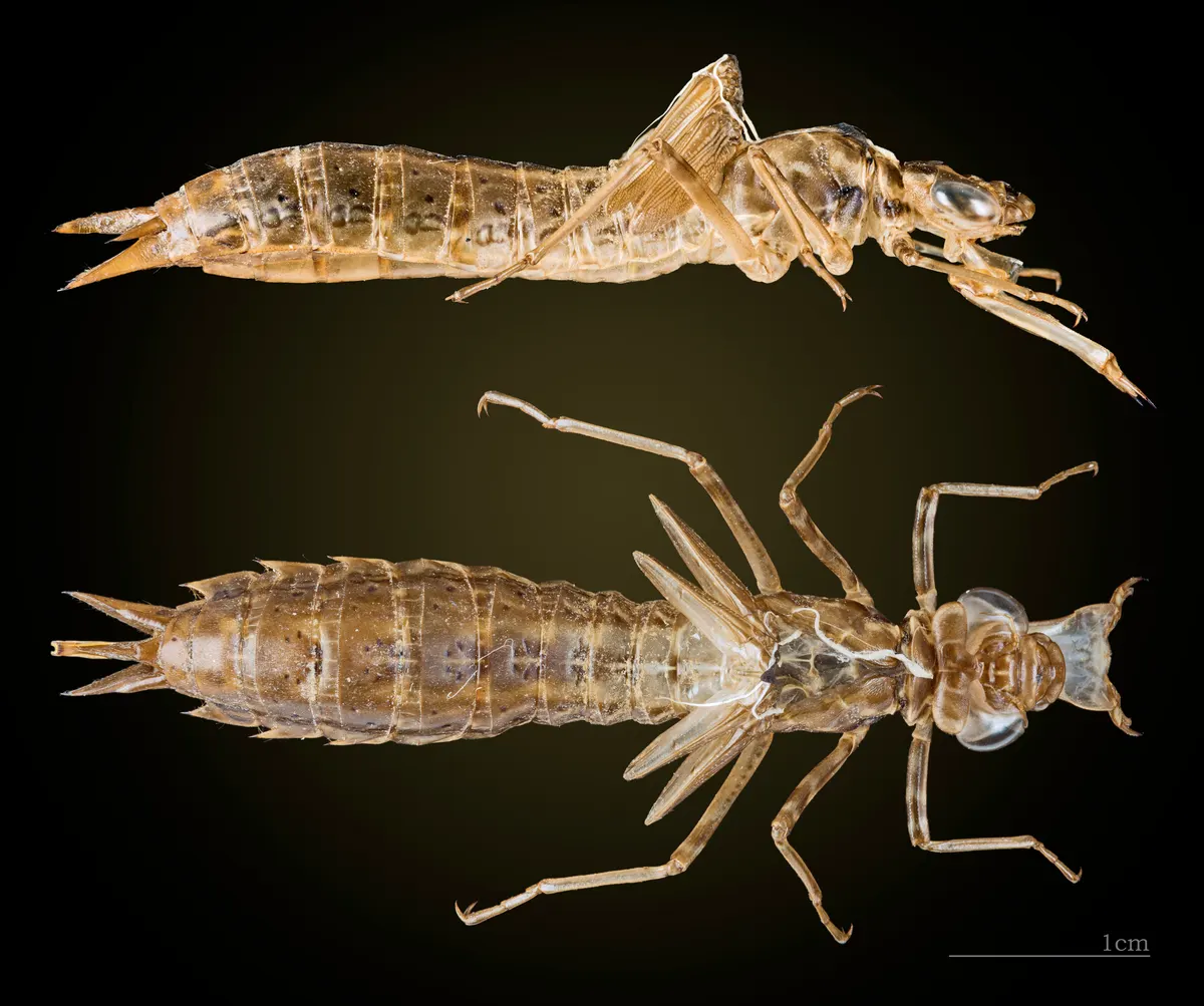 Emperor dragonfly exuvia showing its predatory life cycle