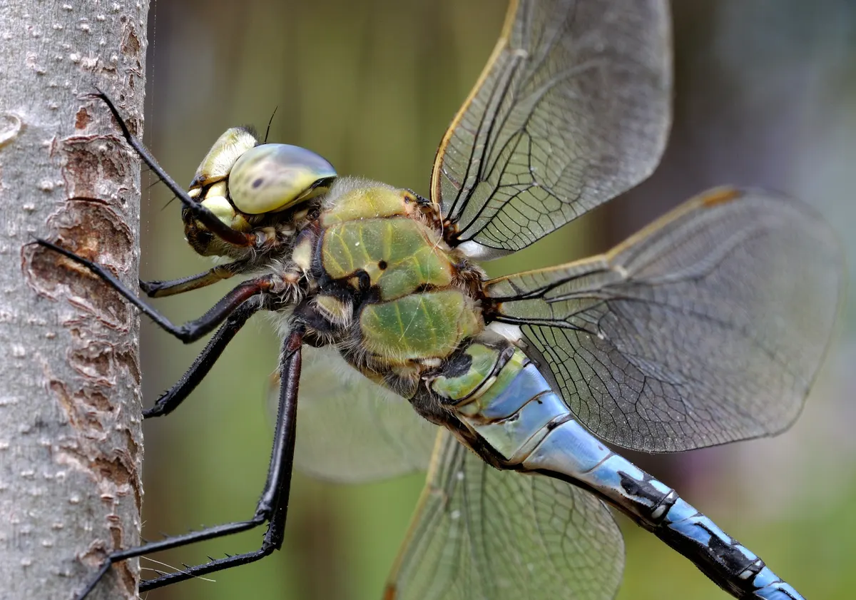 A group of Emperor Dragonflys interacting with each other