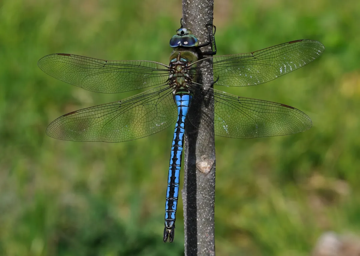 A Emperor Dragonfly navigating its natural environment