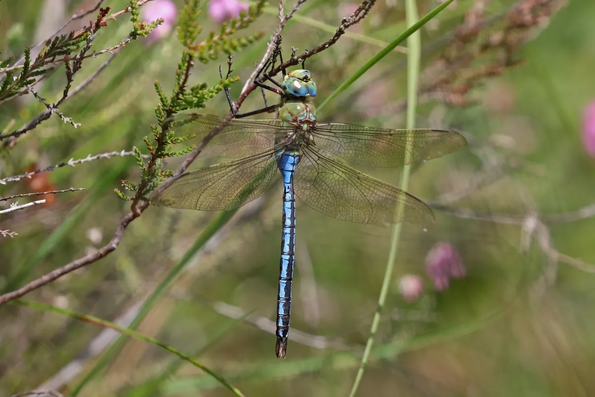 Emperor dragonfly (Anax imperator) male 2