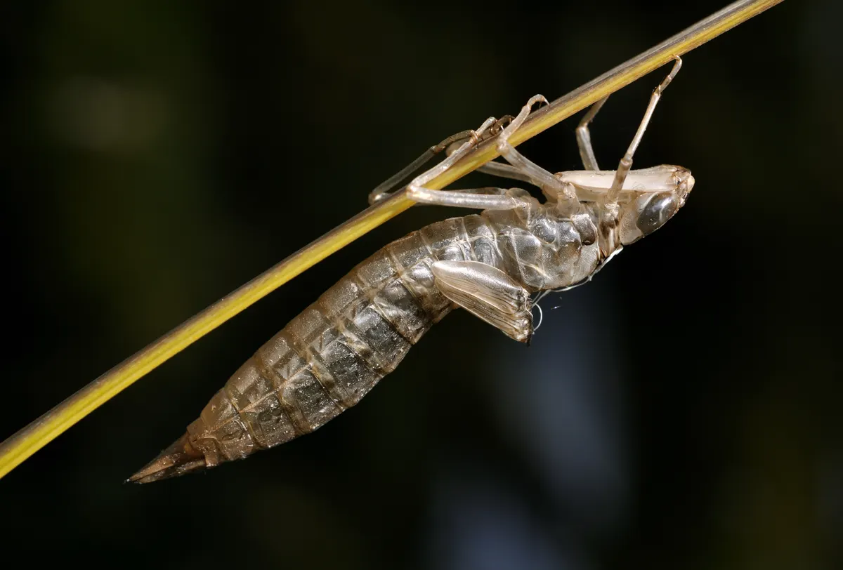 An emperor dragonfly catching prey in flight
