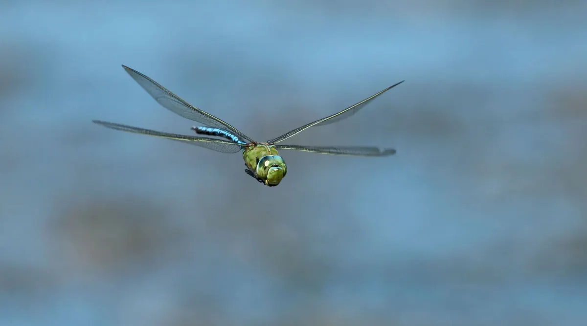 A group of Emperor Dragonflys interacting with each other