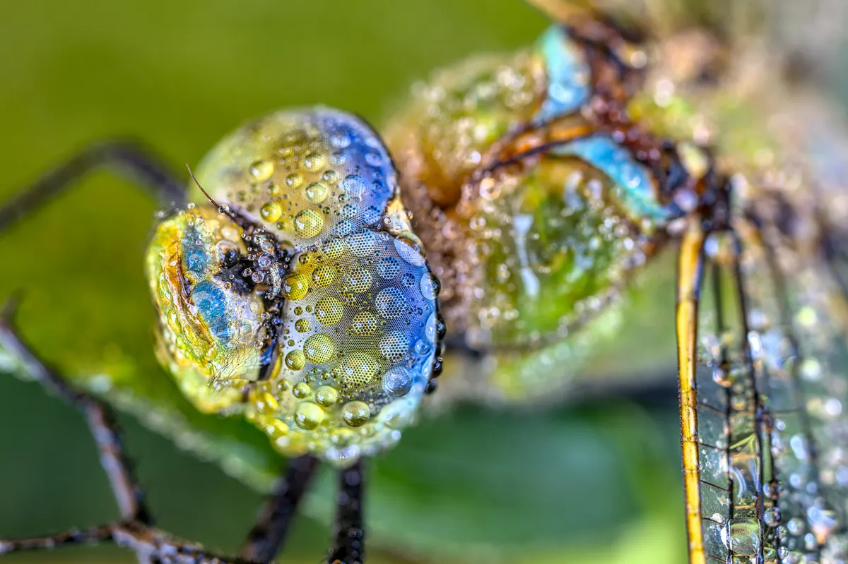 A Emperor Dragonfly navigating its natural environment