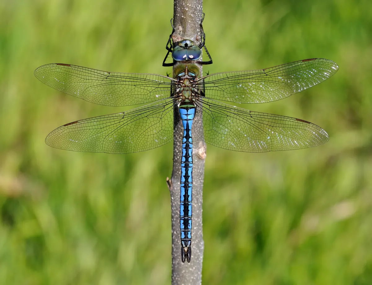 A beautiful portrait of a Emperor Dragonfly in the wild