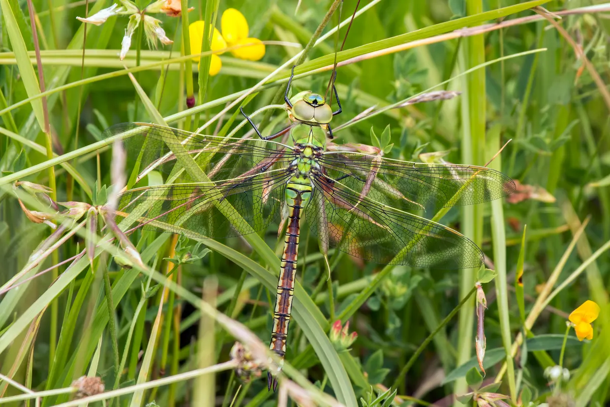A Emperor Dragonfly traveling across its geographic range