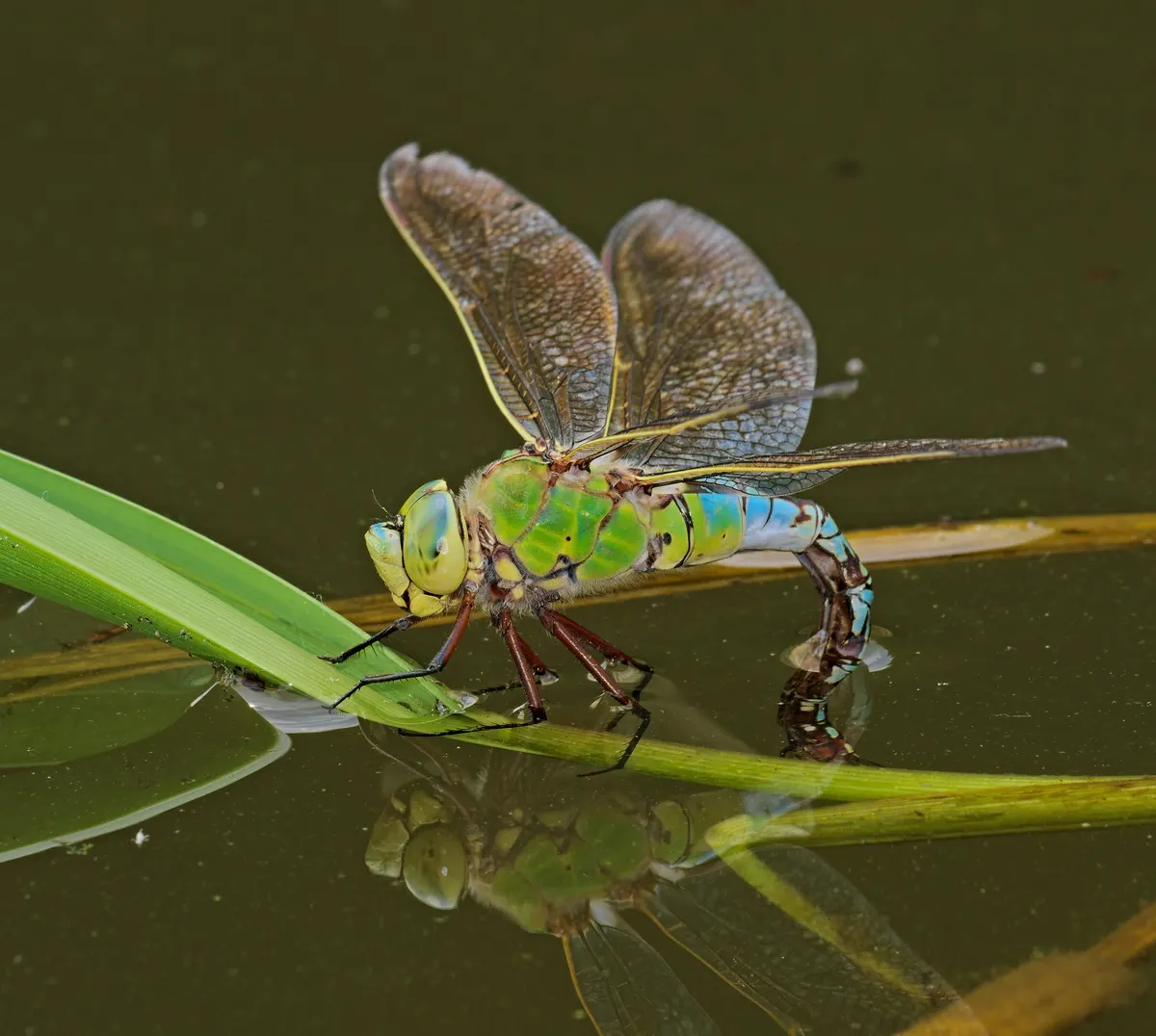 A photo showing the size of a Emperor Dragonfly