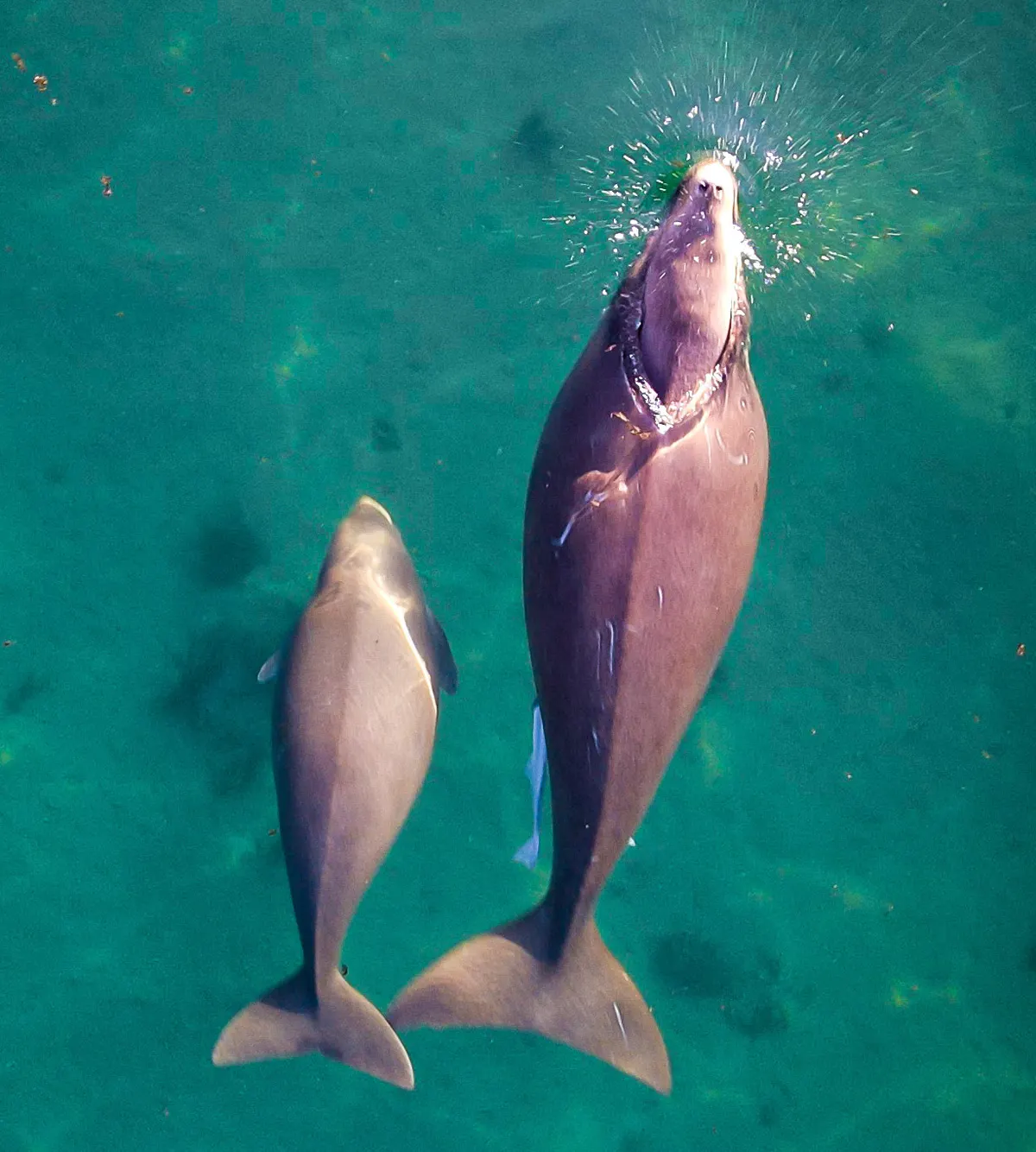 Close view of a dugong calf swimming beside its mother