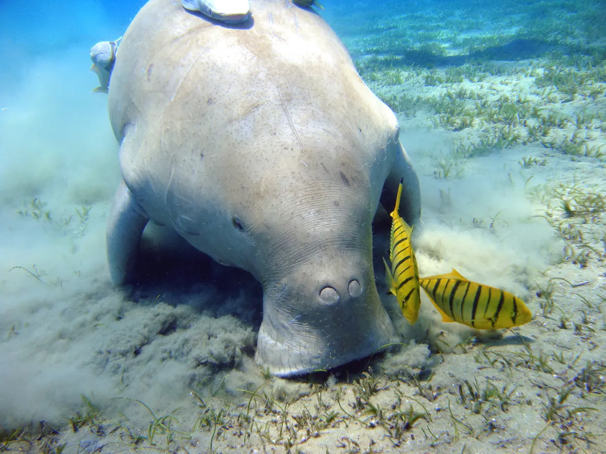 Dugong angled toward the seabed while swimming in clear coastal water
