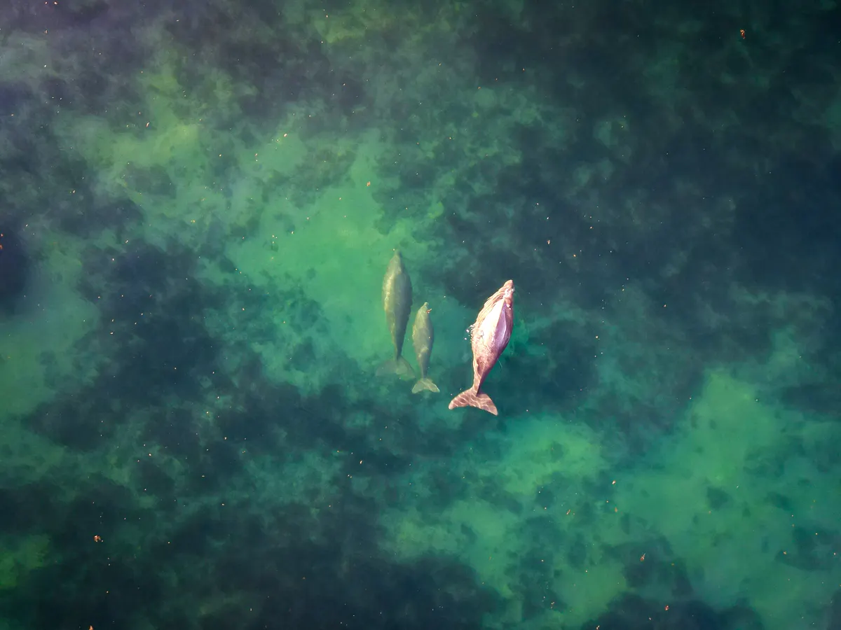 Mother and calf dugong swimming side by side over Ningaloo Reef sand