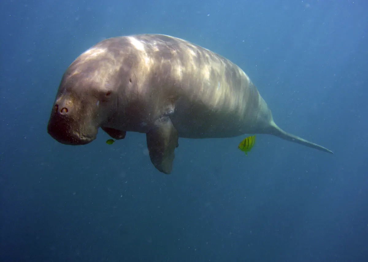 Dugong swimming in shallow coastal waters of Neil Island in the Andamans