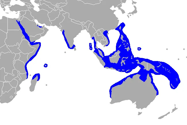Simplified Indo-Pacific map highlighting dugong coastal range