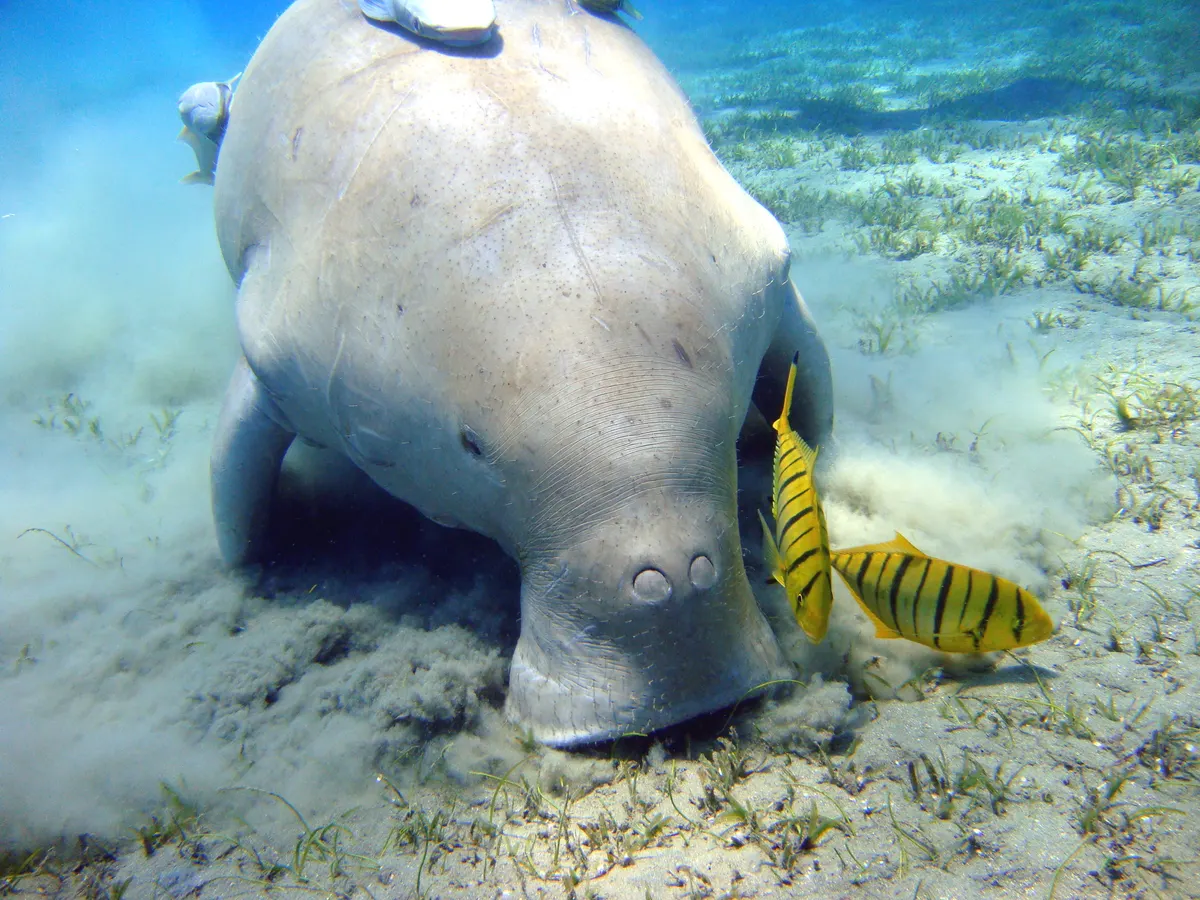 Dugong swimming in clear blue Red Sea water near Marsa Alam