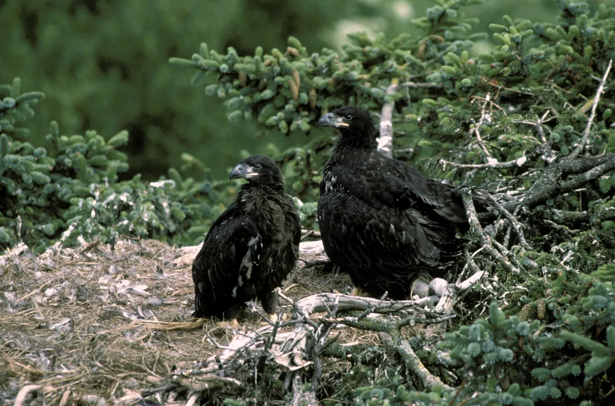 Young bald eagle nestlings in a large stick nest
