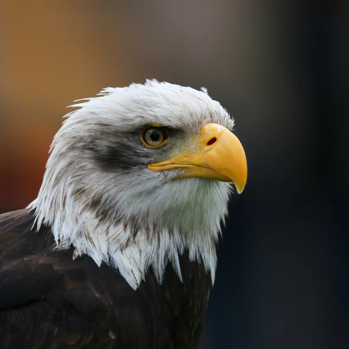 Close-up bald eagle head with white feathers and yellow hooked beak