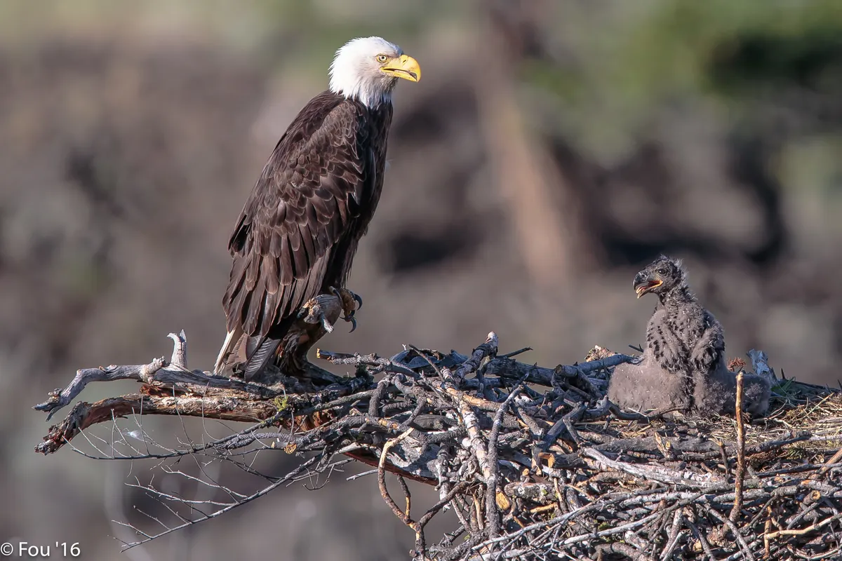 Young bald eagle chick begging for food at the nest