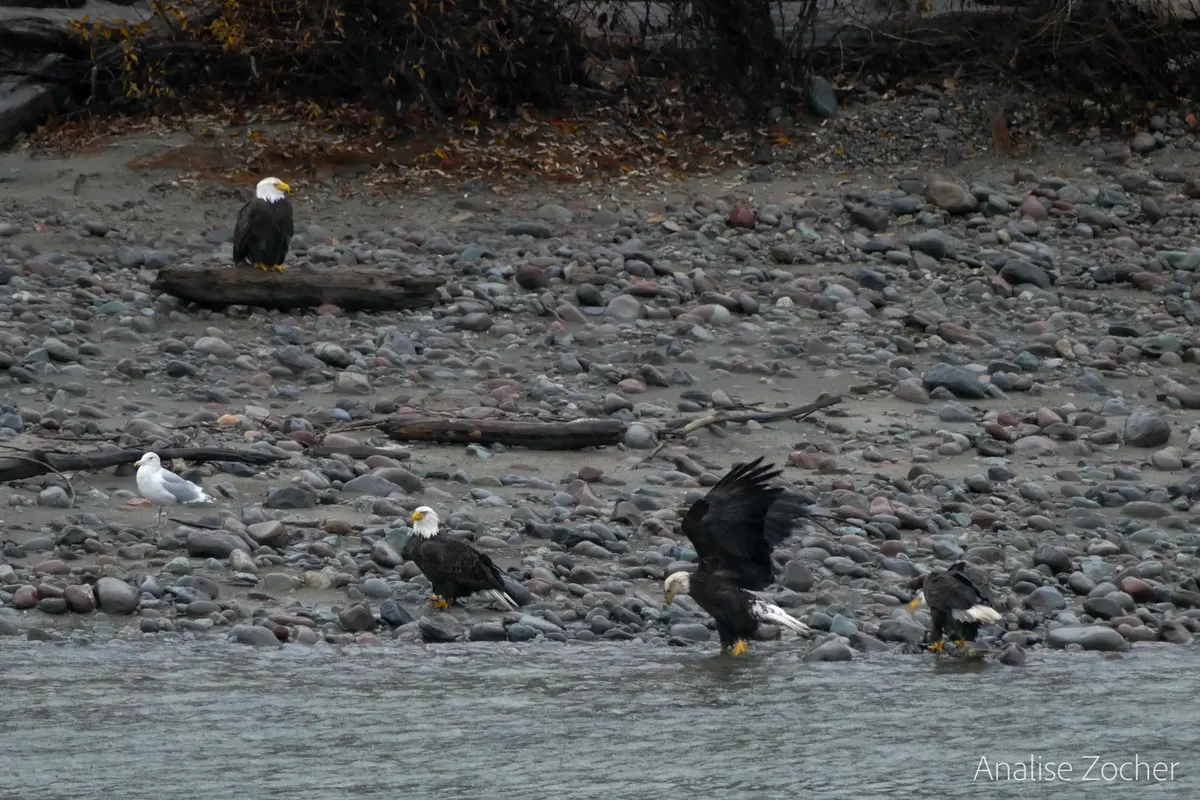 Bald eagles feeding on salmon along a riverbank