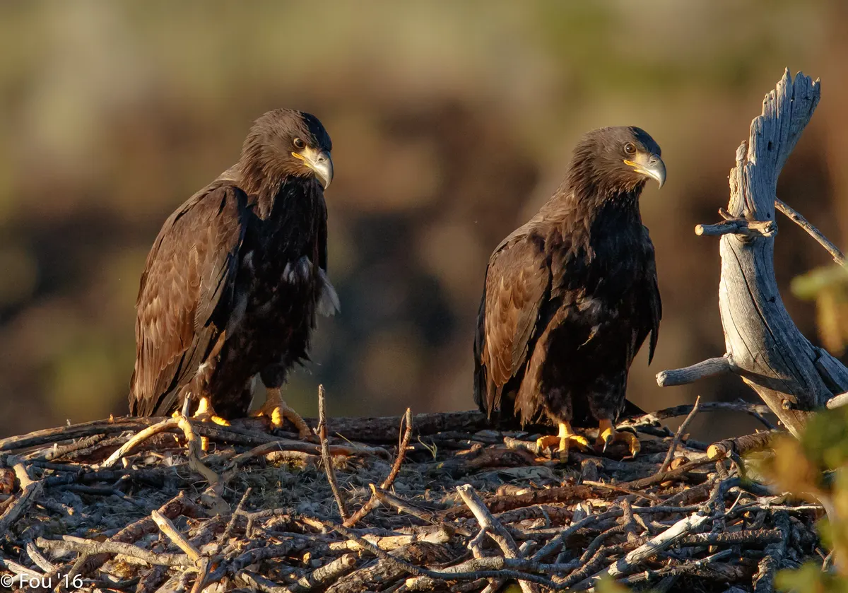 Adult bald eagle at a nest with chicks in a tree