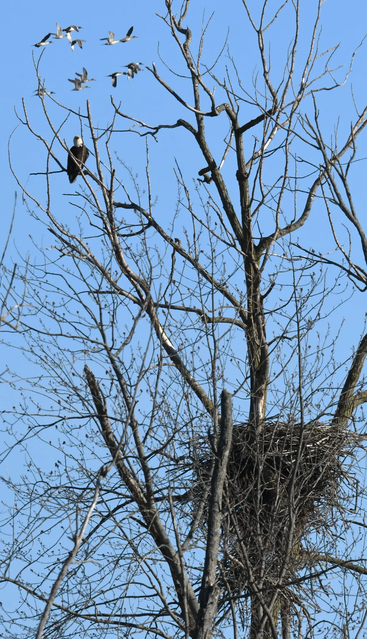 Bald eagle perched beside its large nest in a tree